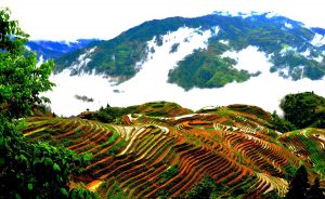 Longsheng Longji Rice Terraces in Guilin