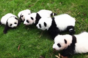 Wolong Panda Reserve in Sichuan