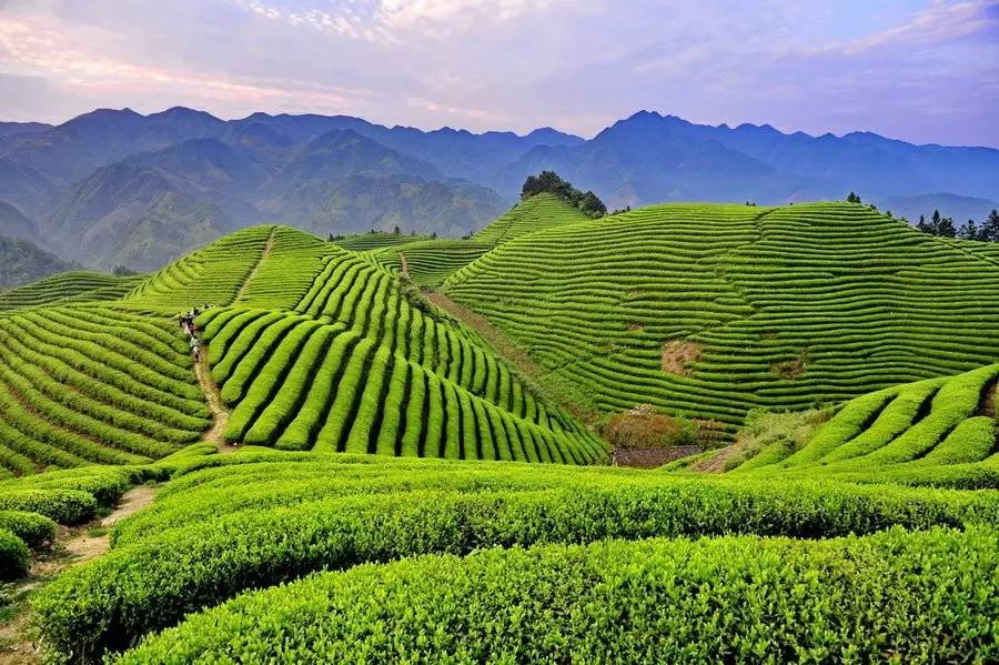 Royal Tea Garden in Wuyi Mountain, Fujian