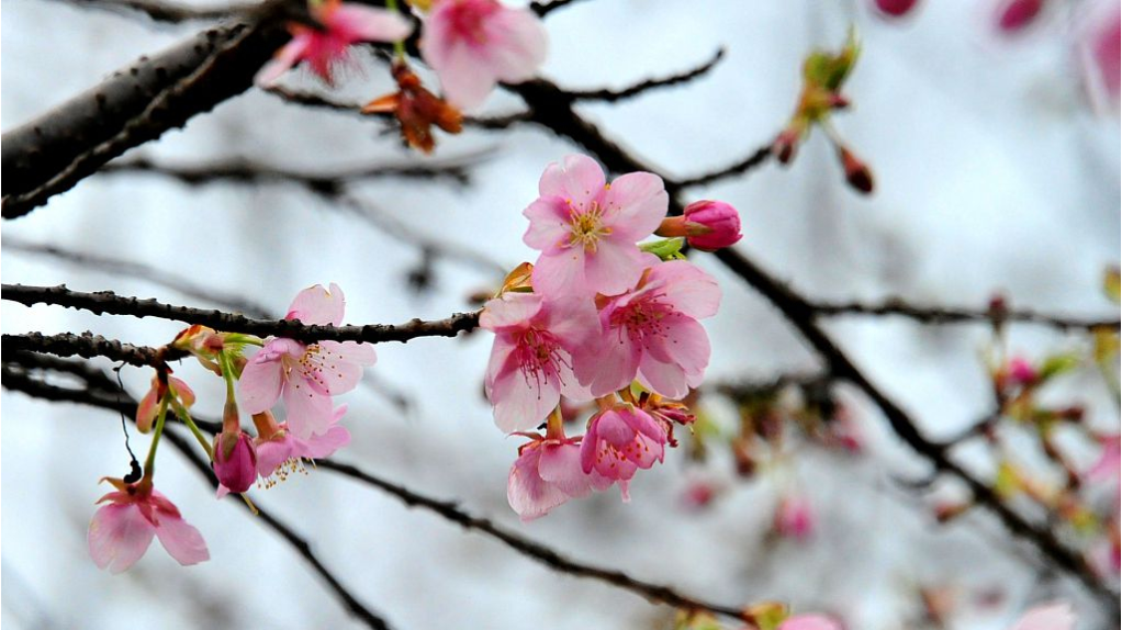 Cherry Blossom Festival at Gucun Park,Shanghai